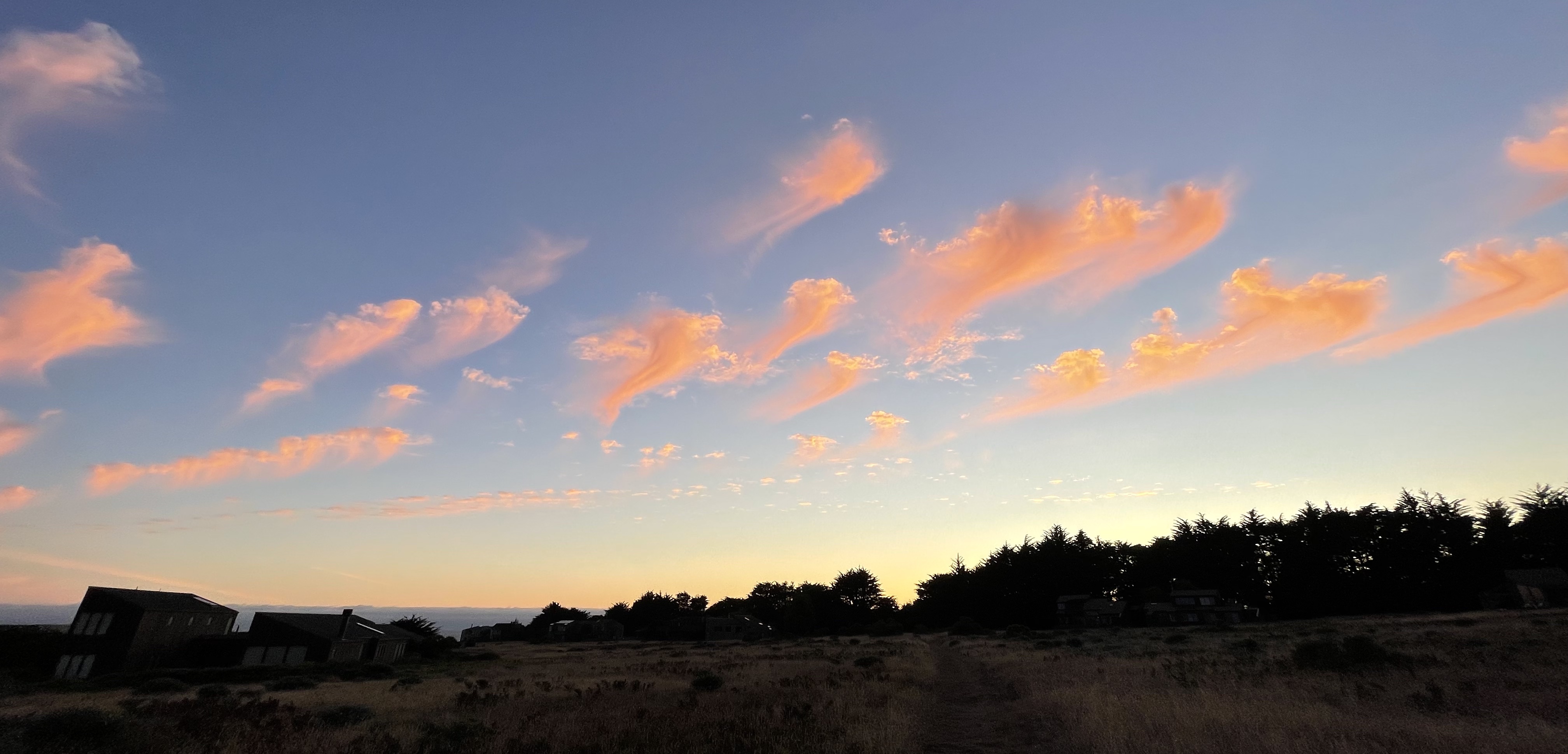 Cover image - grapes on the vine